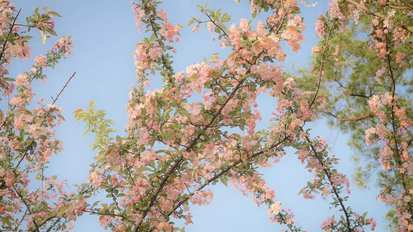 回车桌面>电脑壁纸>花卉>鲜花>海棠花唯美动人高清写真>
