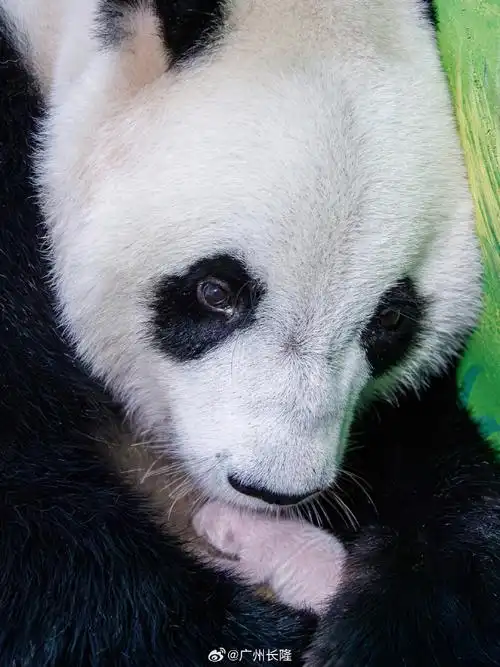 壁纸 大熊猫 动物 690_920 竖版 竖屏 手机