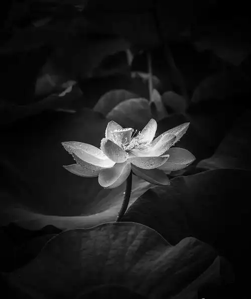 黑白照片|影调|一首_网易订阅