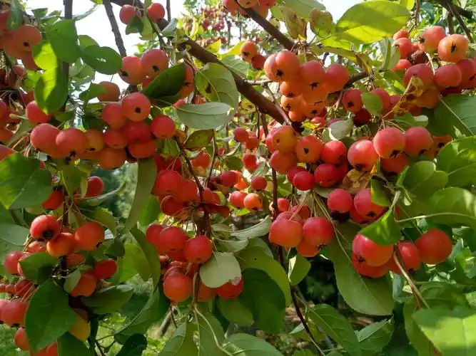 花果皆美的西府海棠