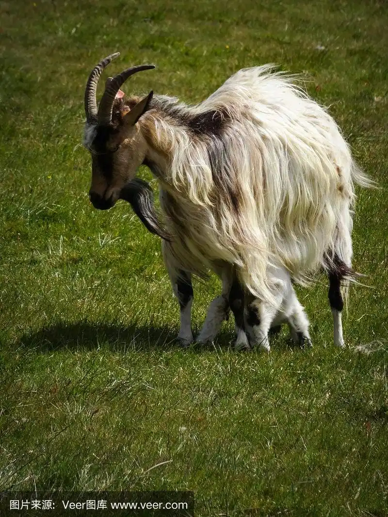 冰岛白色长毛山羊,可爱的小羊羔藏在妈妈的身下