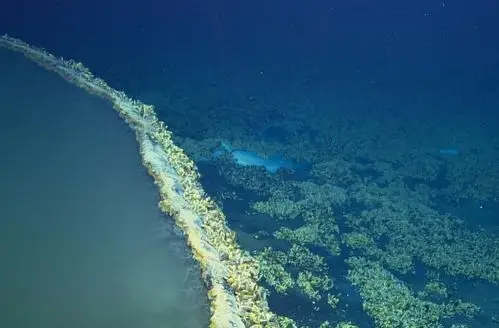 深海里的盐卤池到底是怎样形成的呢?