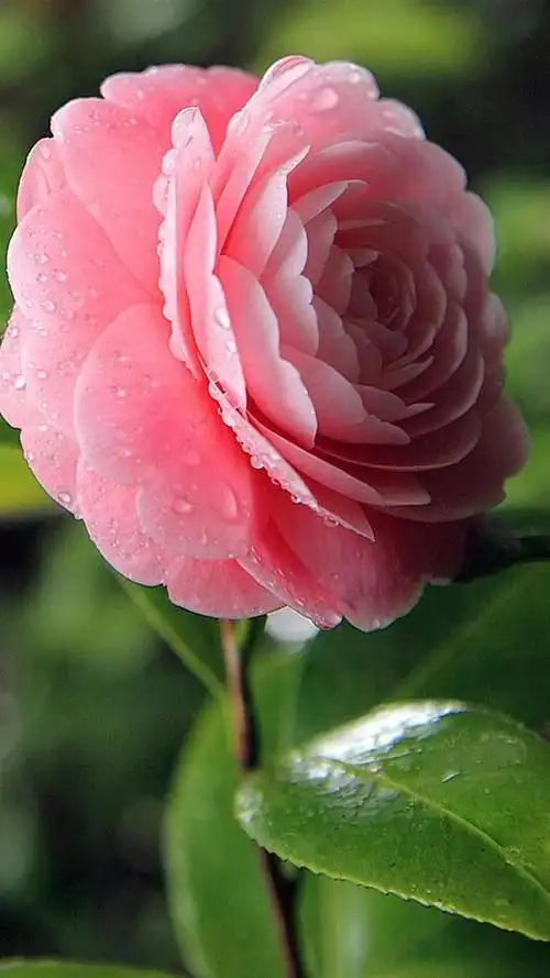 漂亮的山茶花壁纸