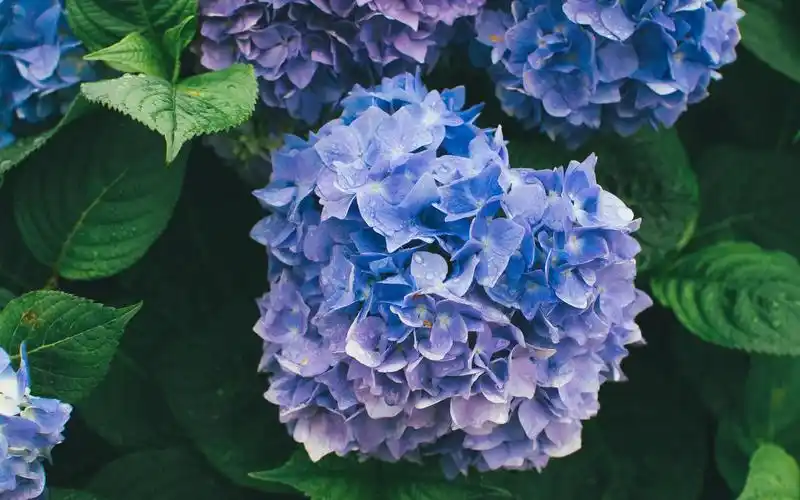 清新养眼的绣球花图片素材壁纸_绣球花桌面壁纸图片_三千图片网