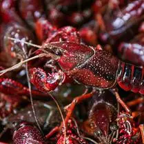 潜江小龙虾鲜活水产5斤9-1两生鲜淡水活食用清水特大新鲜炮头两虾