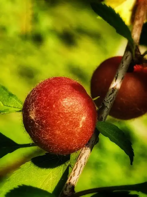 榆叶梅果实 - 涌泉大桦树 - 图虫