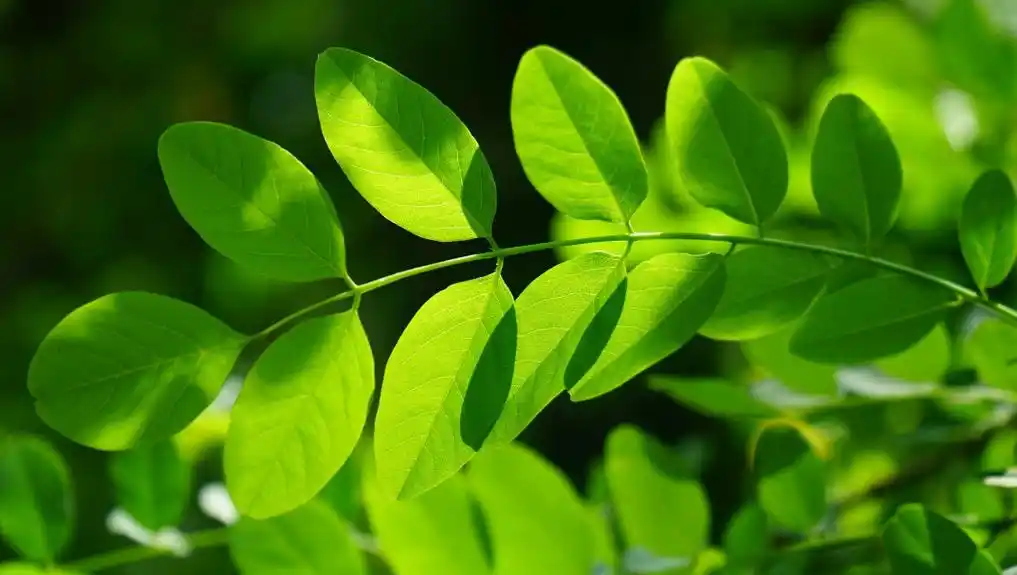 你知道吗?树叶的"叶"字为什么是口字旁,竟然和方言有关!