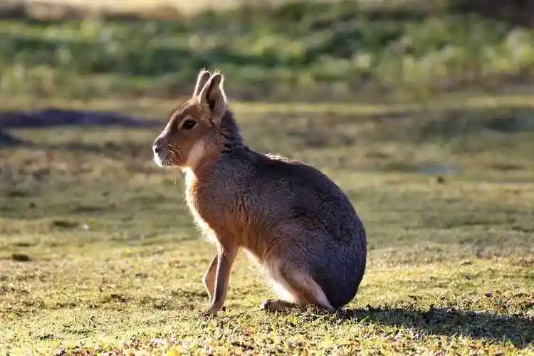 原图分辨率6000x4000澳大利亚哺乳动物保护动物袋鼠分享一张澳大利亚