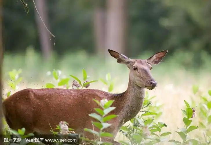 母马鹿(雌马鹿)