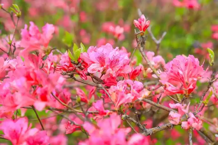 瓦屋山的杜鹃花已开,美到爆!
