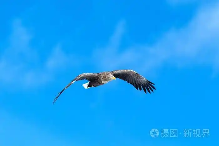 飞行中的白尾鹰,日本北海道蓝天上的飞鹰,日出时鹰的剪影,雄伟的海鹰
