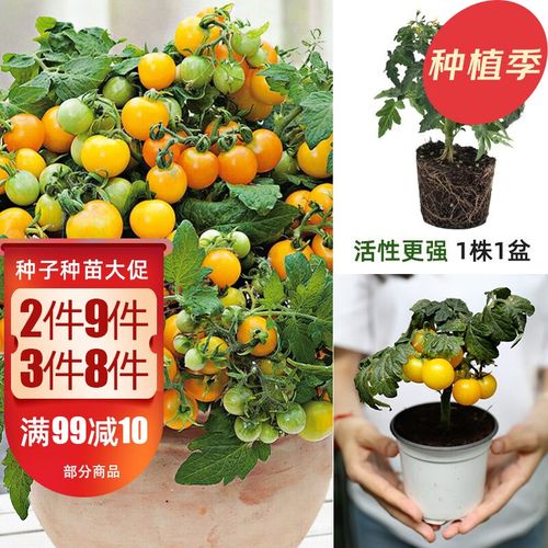 大禹 盆栽番茄苗水果小西红柿矮生树苗四季小柿子观赏阳台 盆栽黄矮生