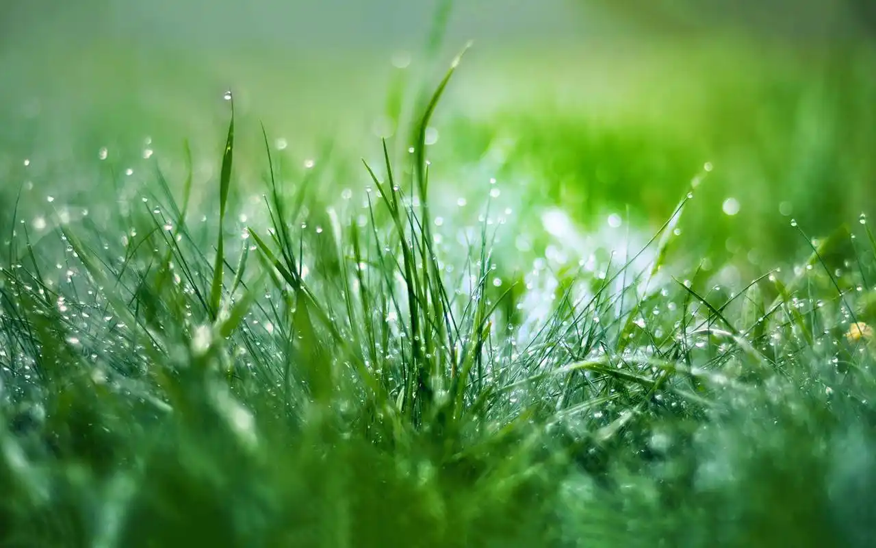 首页 桌面壁纸 好看的唯美花卉植物高清壁纸上一张下一张查看原图