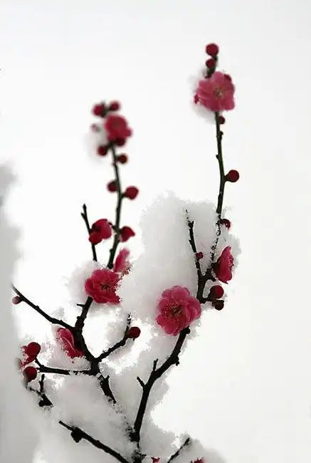 寒梅傲雪简笔画 简笔画图片大全-蒲城教育文学网