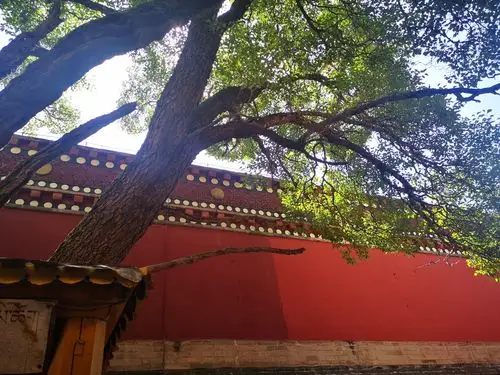 49天旅行长卷(34)塔尔寺:十万菩提叶,一叶一如来