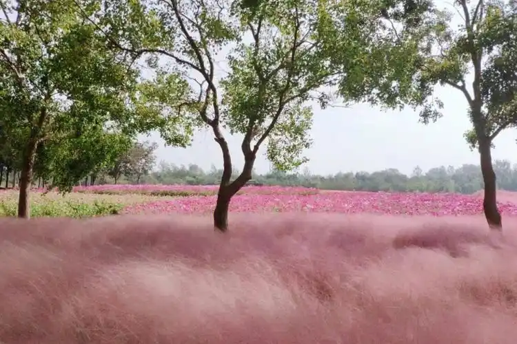 宿迁三台山森林公园