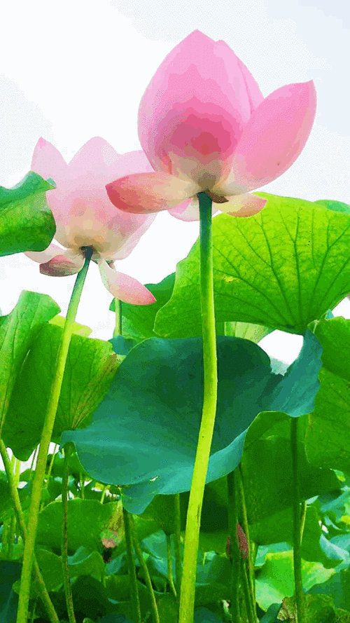 二零年我们这样观赏荷花