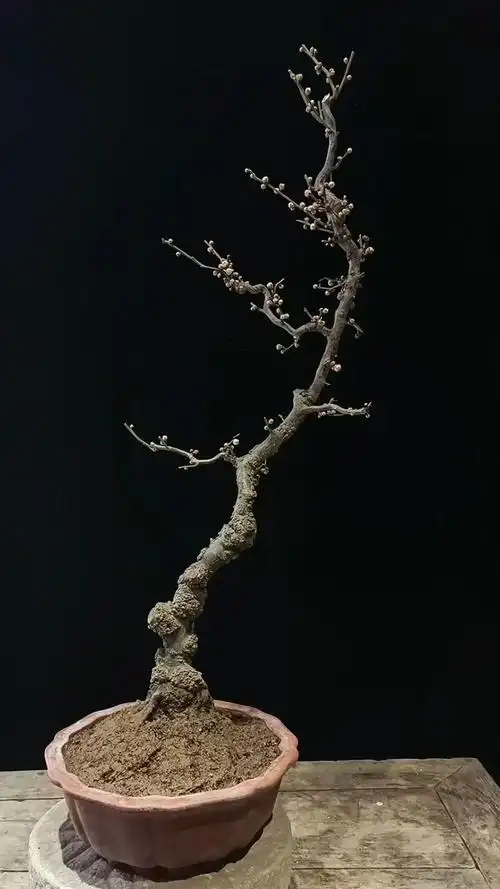 仙风道骨的原生龙游梅