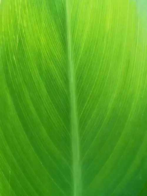 做手机壁纸绝对缓解眼睛疲劳