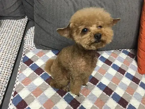 泰迪本来想扮演长江七号,可是被主人剪了个丑丑的耳朵,好伤心!