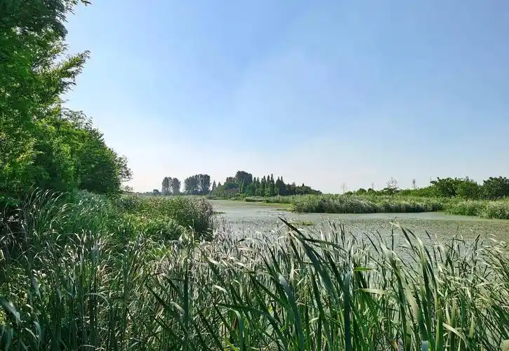 长荡湖湿地公园,位于溧阳上黄镇的西北部,景色优美值得一游_休闲_游人