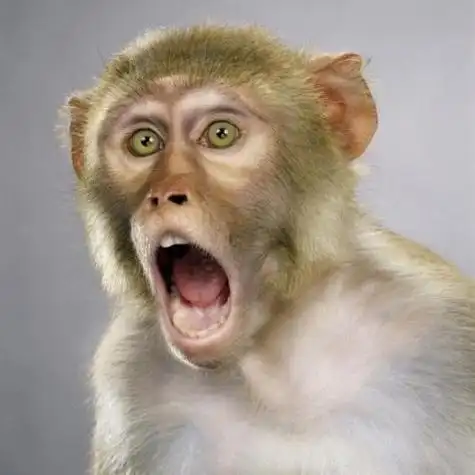 猴子呼叫朋友的叫声