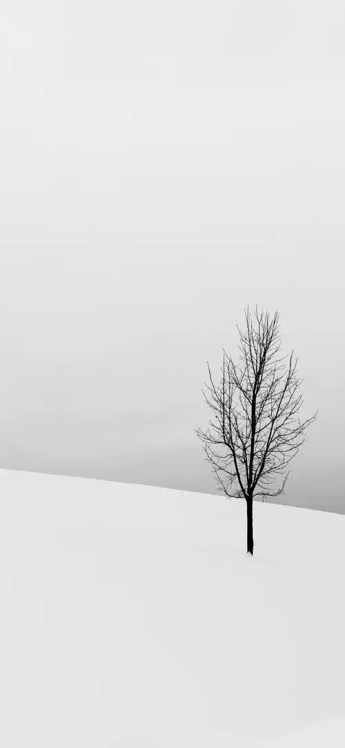 抖音很火的黑白图片简约风景摄影手机壁纸