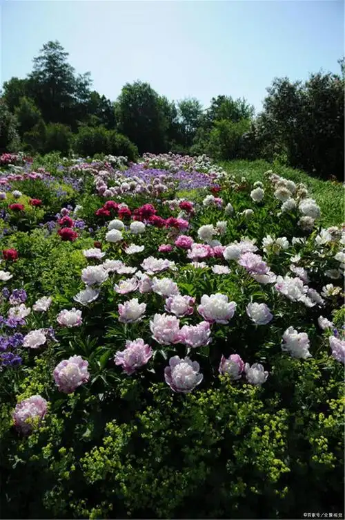 花世界赏花|芍药