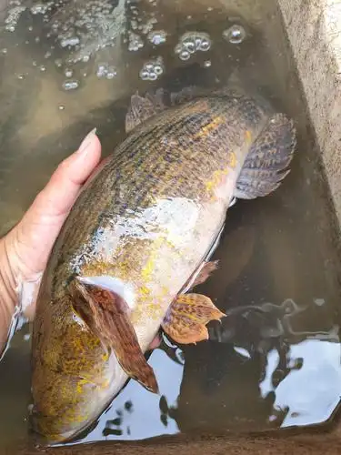 [笋壳鱼批发]笋壳鱼价格40元/斤 - 惠农网