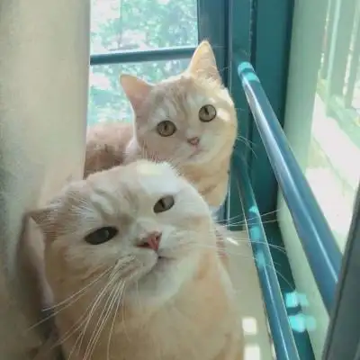 两只猫咪情侣头像高清可爱两个猫咪的情头大全图片