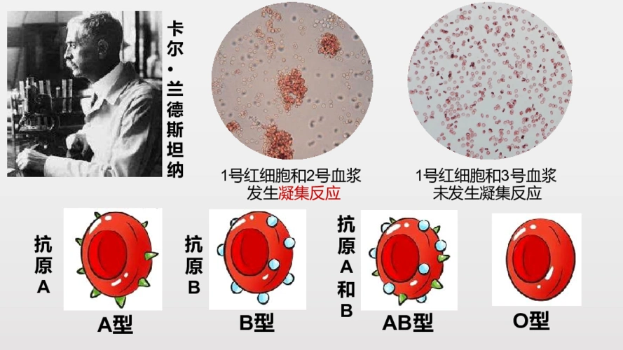人教版七年级下册生物第四单元第四节输血与血型课件12张ppt