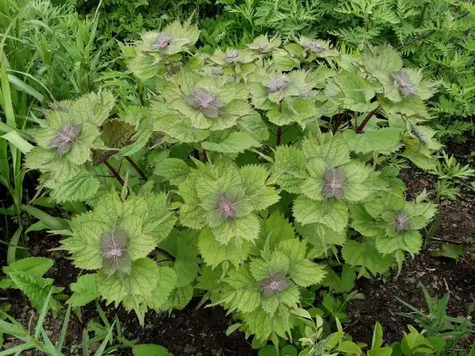 尾叶香茶菜图片尾叶香茶菜野菜图片