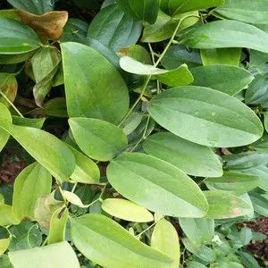 野生新鲜中药材金钢刺 金刚藤 菝葜铁菱角 金刚根500克另有小苗