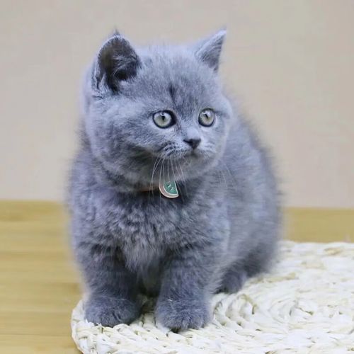 迈乐佳(maleejia)【视频选 终身辅导】纯种蓝猫活体宠物猫高品质蓝猫