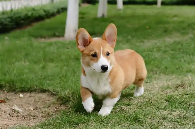小宠物狗的品种及图片(浅谈常见的狗狗种类)