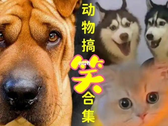 动物萌宠配音搞笑卖萌瞬间动物成精啦