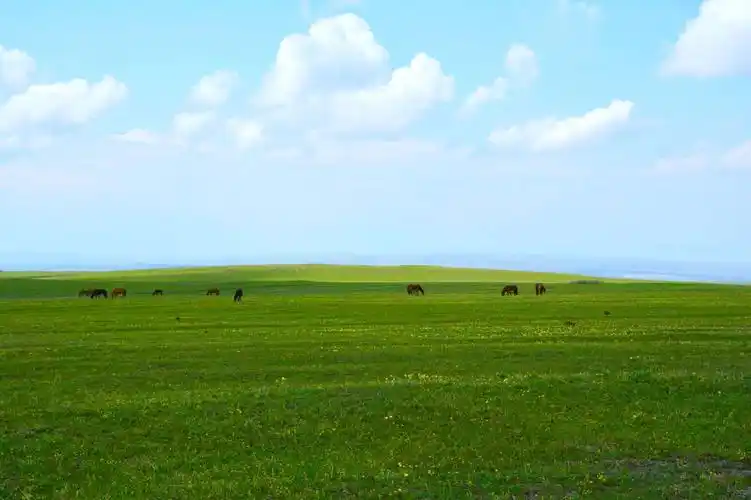 新疆的草原绿了