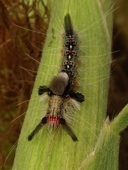 鲜艳毛毛虫   谁知道它是什麼蝴蝶的小时候