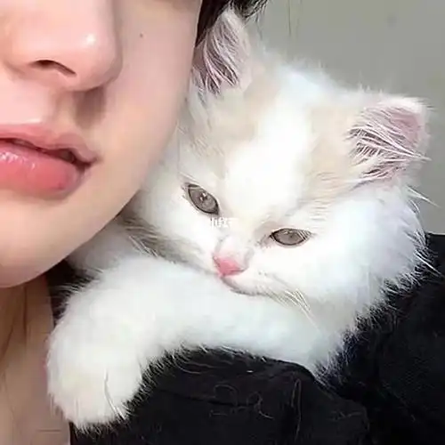 抱猫女生情头