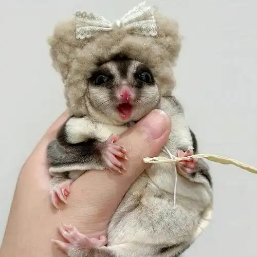 蜜袋鼯拥有野性一面的可爱生物陶醉在可爱中
