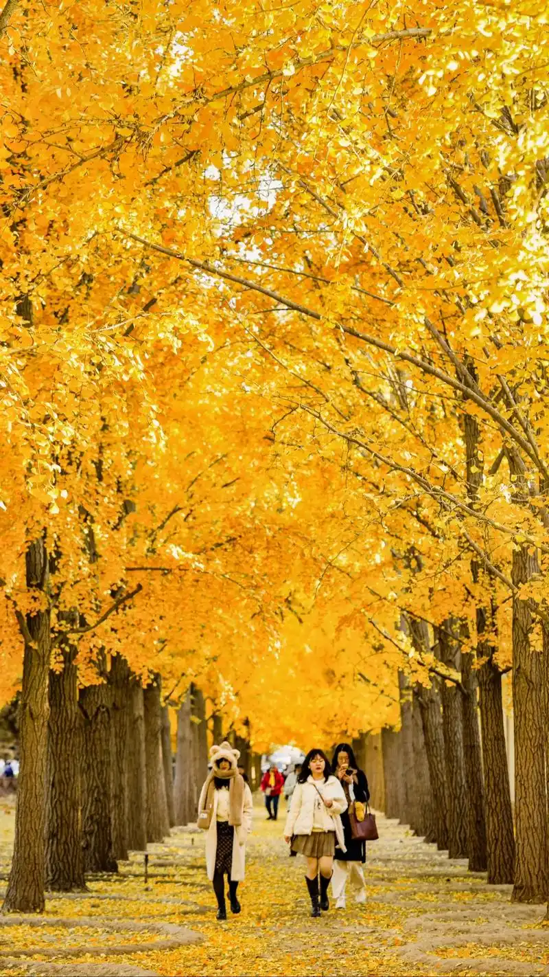 壁纸 风景 森林 桌面 1440_2560 竖版 竖屏 手机