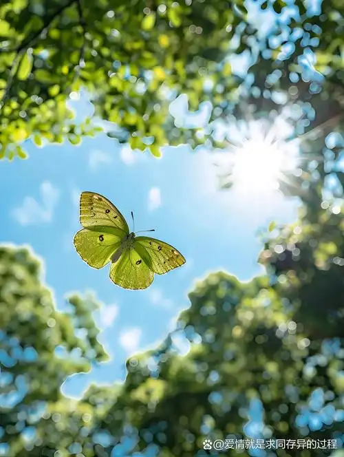 蝴蝶飞舞用连续动作写一段话  女儿一直觉得造句很难,其实呀,造句就像