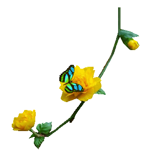 【免抠透明动态花草】〖小装饰物〗 - 在水一方 - 在水一方娱乐博客