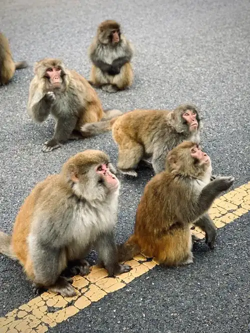 大马猴_百科-思特网