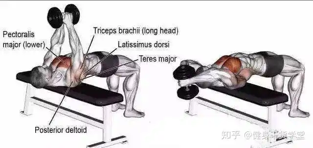 干货每天分享一块肌肉前锯肌