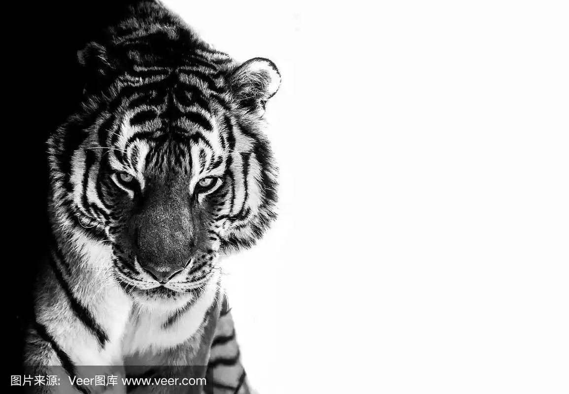 虎,黑白图片,动物眼睛,虎眼石,自然