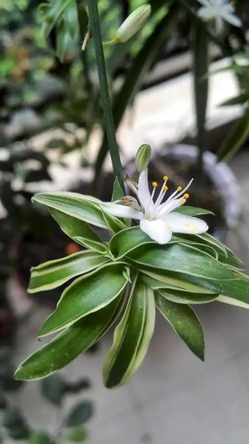 《金边兰》 作者:娄祖平