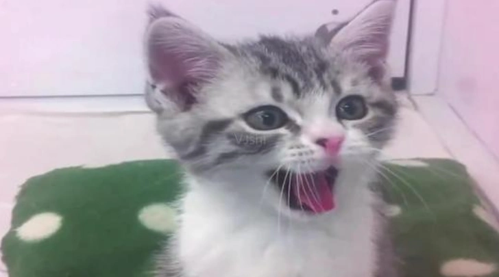 其实这10种猫叫声表示不同需求