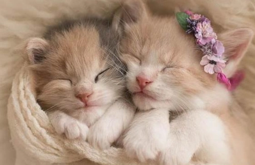 萌萌哒猫咪双胞胎,可爱是双倍的