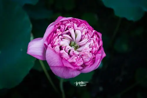 莲花是佛教的象征,也是佛教的圣花.有佛教的地方,就会有莲花.